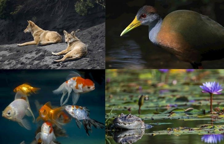 Latinoamérica presenta la mayor pérdida de mamíferos, aves, anfibios, reptiles y peces en casi cinco décadas a nivel global. Foto: EFE.