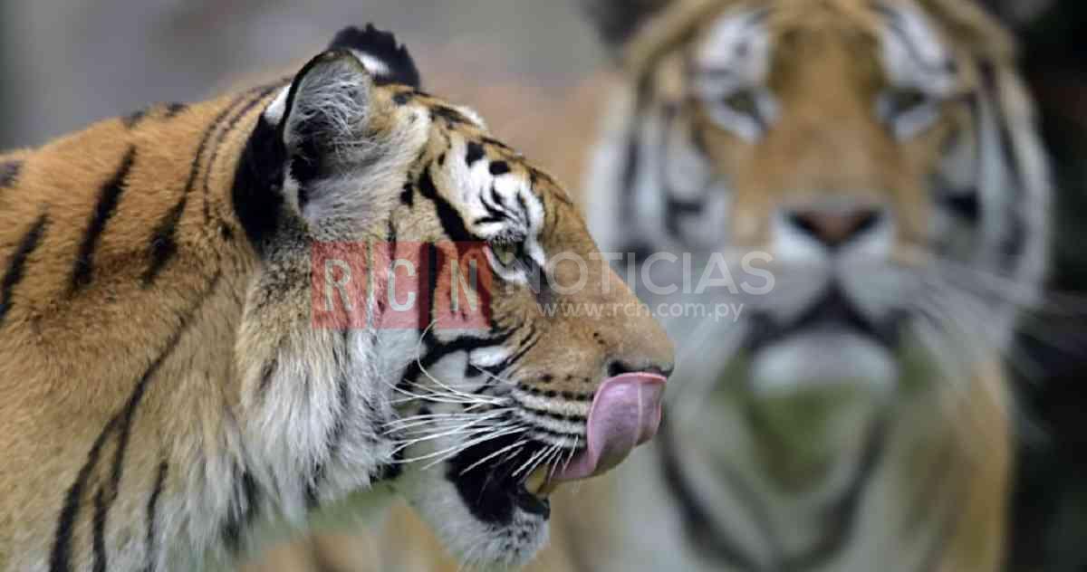 En cinco años se exportaron más de 100 tigres de forma directa. Foto: AFP