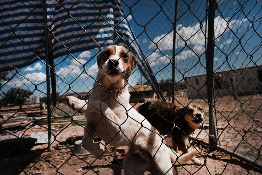 Los canes mostraron síntomas leves luego de tener contacto con personas que estaban contagiadas, informó este jueves la secretaría de Agricultura. Foto: AFP.