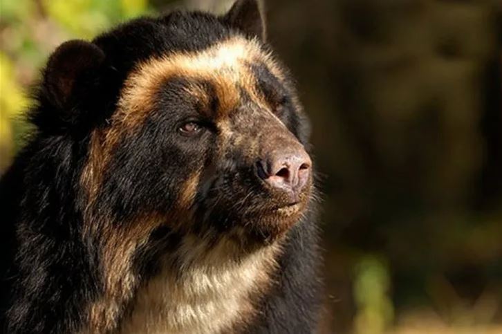 El oso de anteojos, también conocido como oso andino o sudamericano, es una especie de mamífero omnívoro.