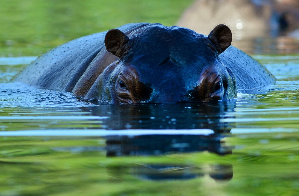 La historia de uno de los animales más peligrosos de África. Foto: AFP
More than twenty years after drug lord Pablo Escobar died in a gunfight with police, a strange legacy survives him: his pet hippos. Escobar bought four hippos from a zoo in California and flew them to his ranch in the early 1980s. Left to themselves on his Napoles Estate, they bred to become supposedly the biggest wild hippo herd outside Africa -- a local curiosity and a hazard. Estimates put them at about 35 in the area nowadays. / AFP PHOTO / RAUL ARBOLEDA