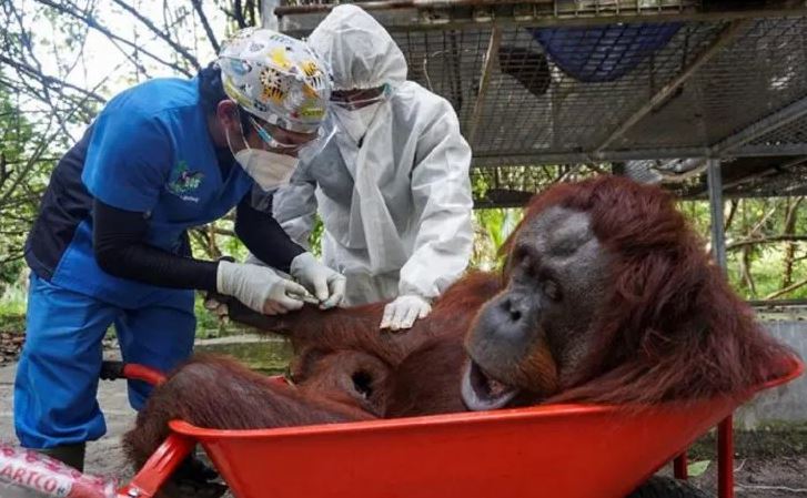 Una vacuna especialmente desarrollada para los animales fueron aplicadas a simios de zoológico de EEUU. Foto: Gentileza