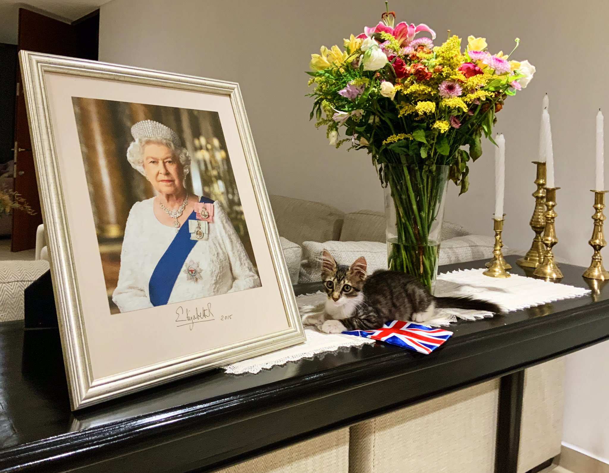 La gatita ya forma parte del servicio diplomático de Gran Bretaña. Foto: Gentileza