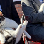 Yontama, la gata jefa, y su aprendiz Rokutama asumen el cuidado de una estación de tren en Japón